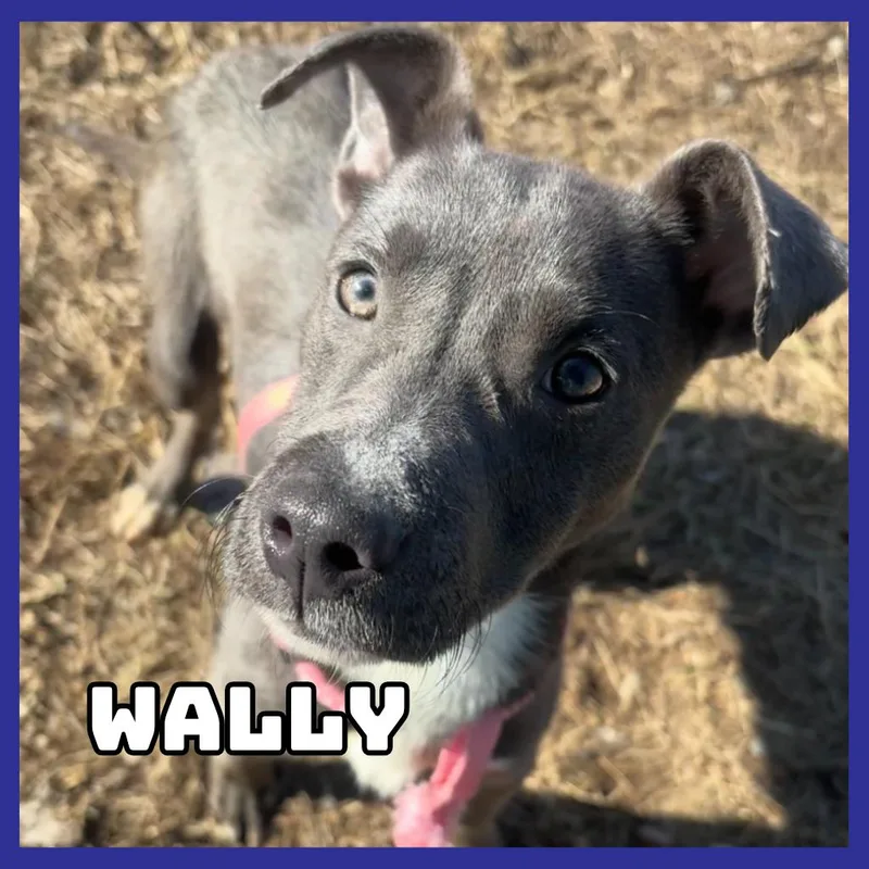 A young small-sized male Gray / Blue / Silver Terrier dog named Wally for adoption in Glenwood, MN