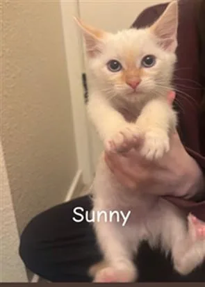 A baby small-sized male Domestic Short Hair cat named Sunny L for adoption in Santa Maria, CA