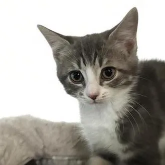A baby small-sized female Gray / Blue / Silver Domestic Short Hair cat named Pearl for adoption in Bel Air, MD