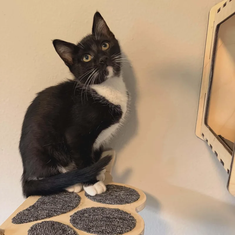 A baby small-sized male Black & White / Tuxedo Tuxedo cat named Cappachino for adoption in Gladstone, OR