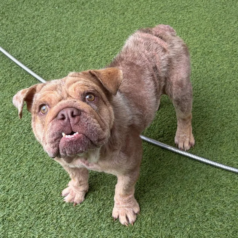 An adult medium-sized female Gray / Blue / Silver English Bulldog dog named Sweet Potato for adoption in LOXAHATCHEE, FL