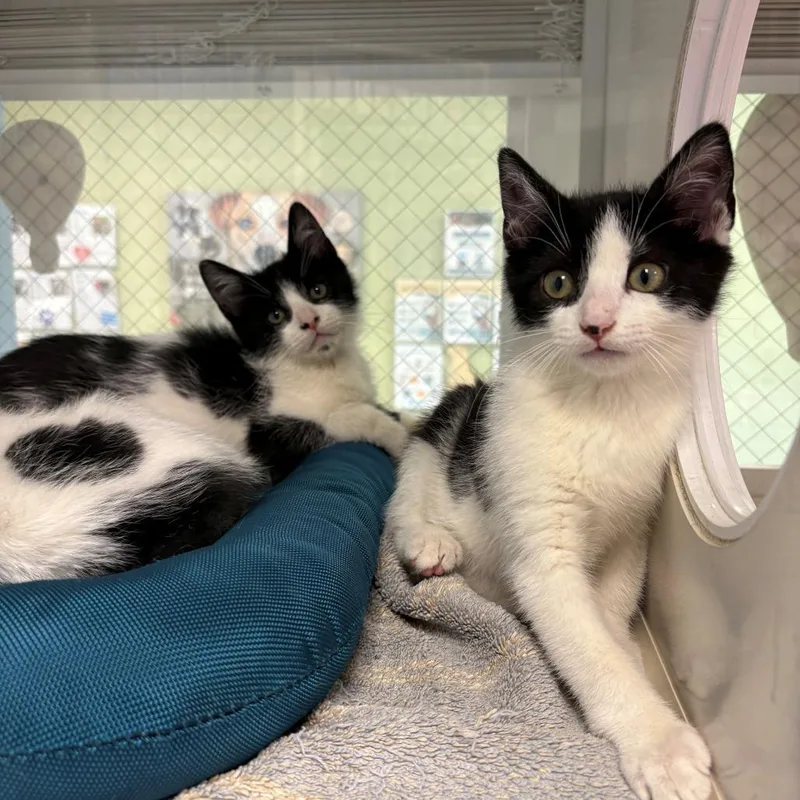 A baby small-sized female Black Domestic Short Hair cat named Devil Dog for adoption in East Hanover, NJ