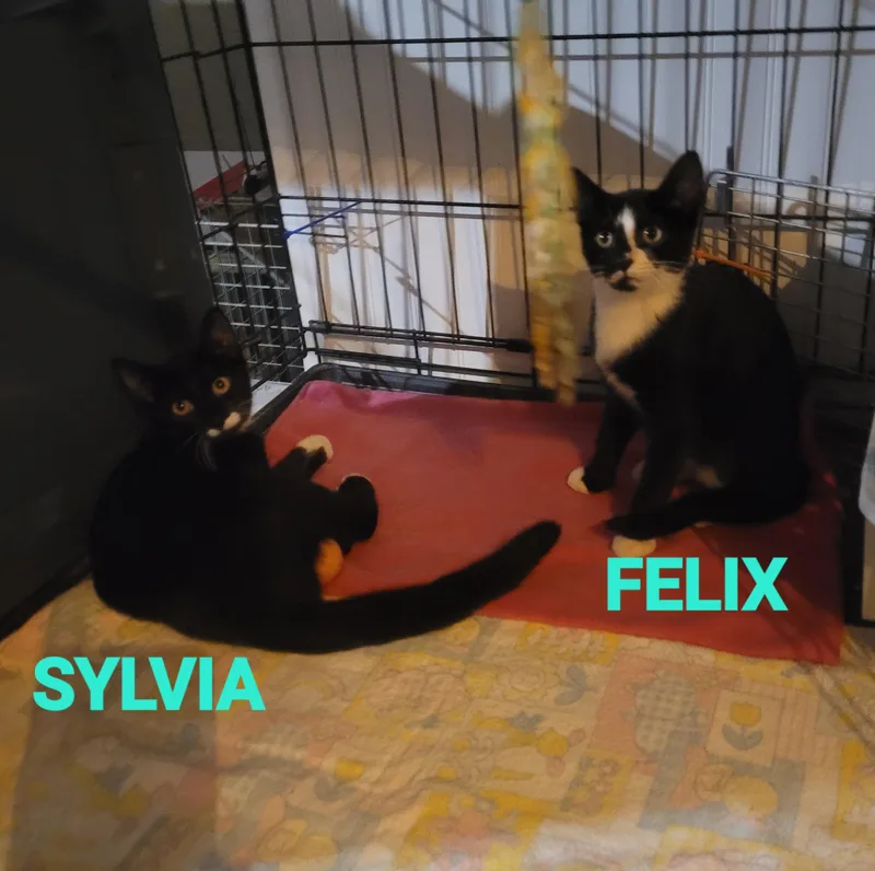 Felix & Sylvia