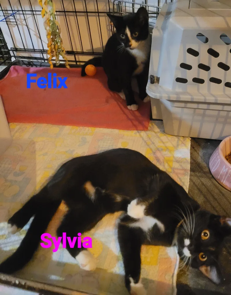 Felix & Sylvia thumbnail 2