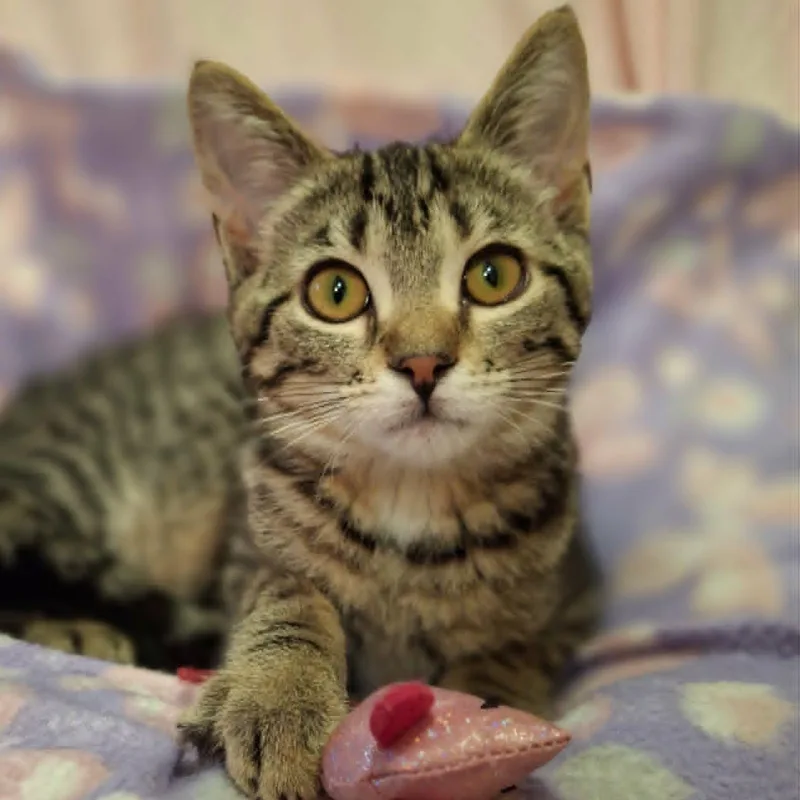 A baby medium-sized female Tabby (Brown / Chocolate) Domestic Short Hair cat named Chickaree for adoption in Watertown, WI
