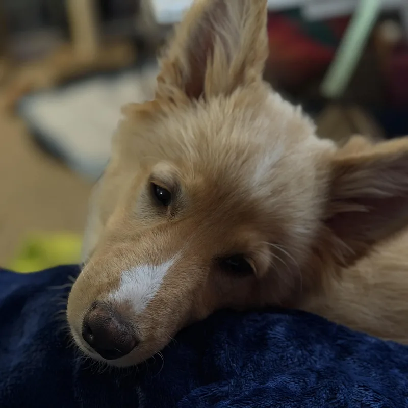 Cinnamon thumbnail 2