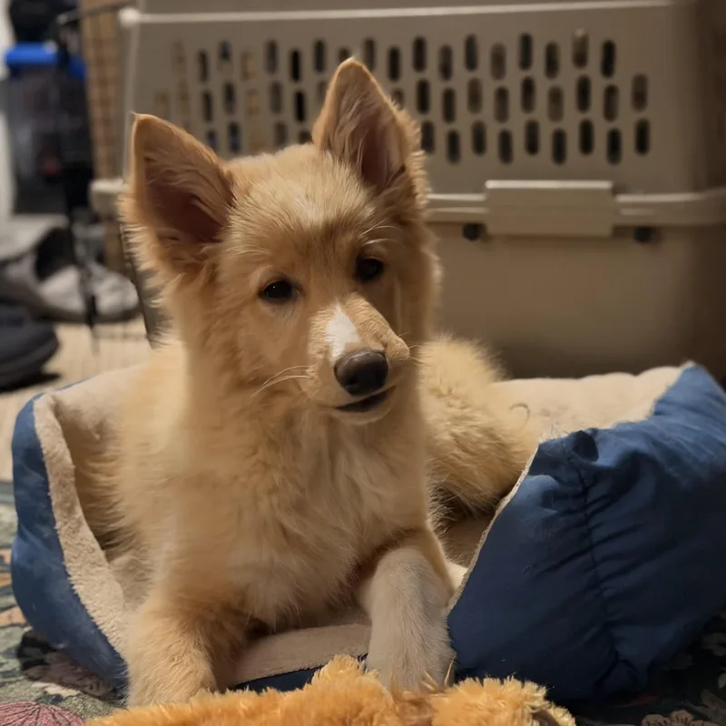 Cinnamon thumbnail 3