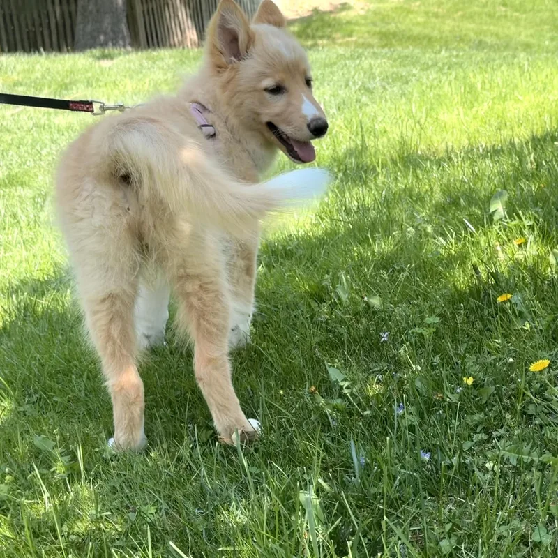 Cinnamon thumbnail 4