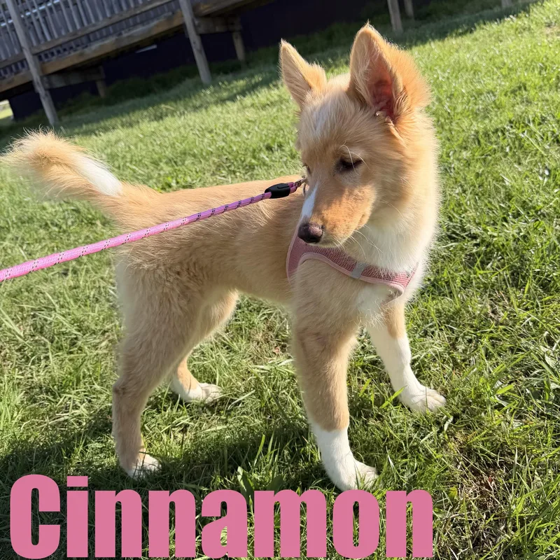 A baby large-sized female Shepherd dog named Cinnamon for adoption in Ellicott City, MD