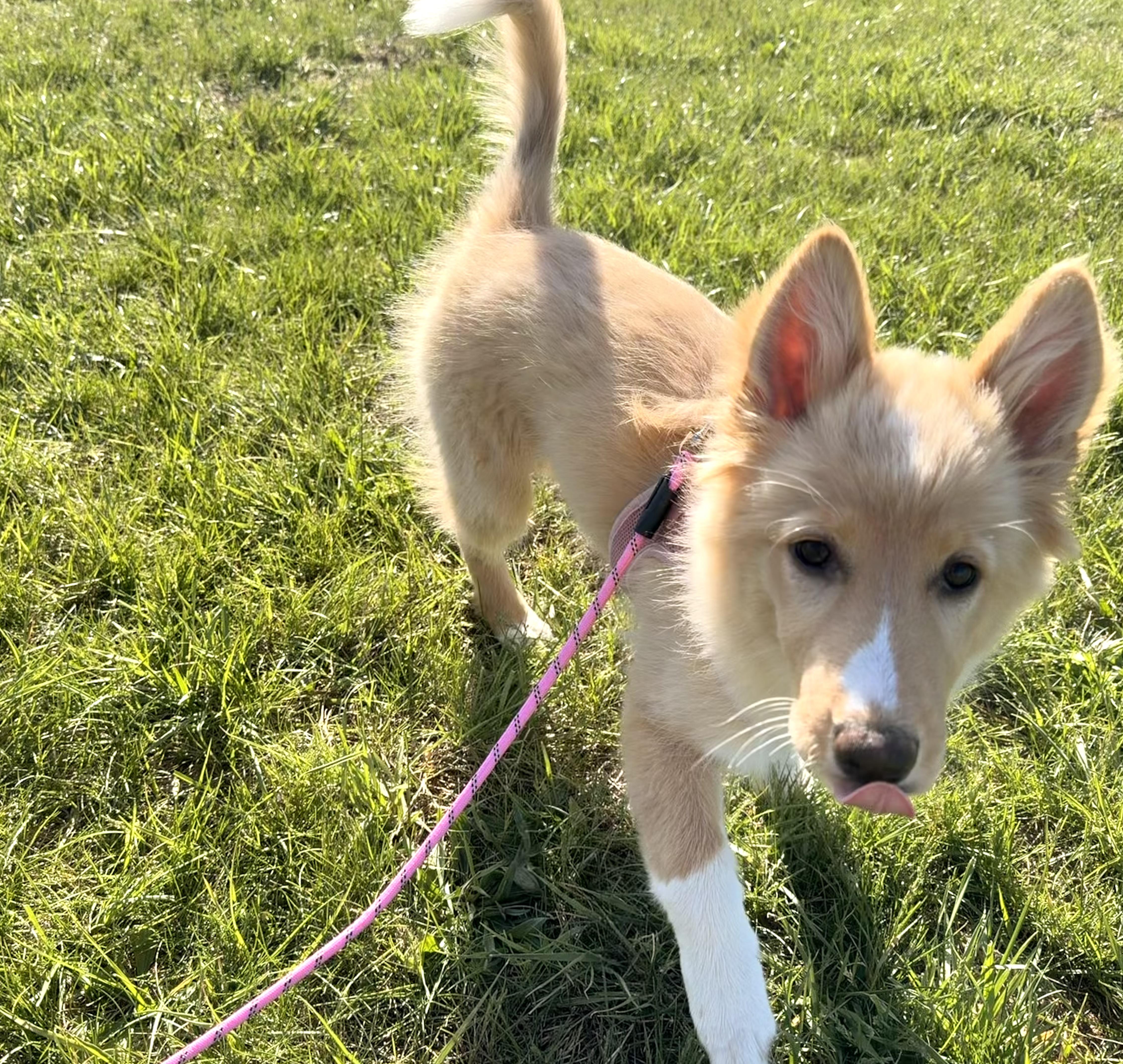 Cinnamon thumbnail 5