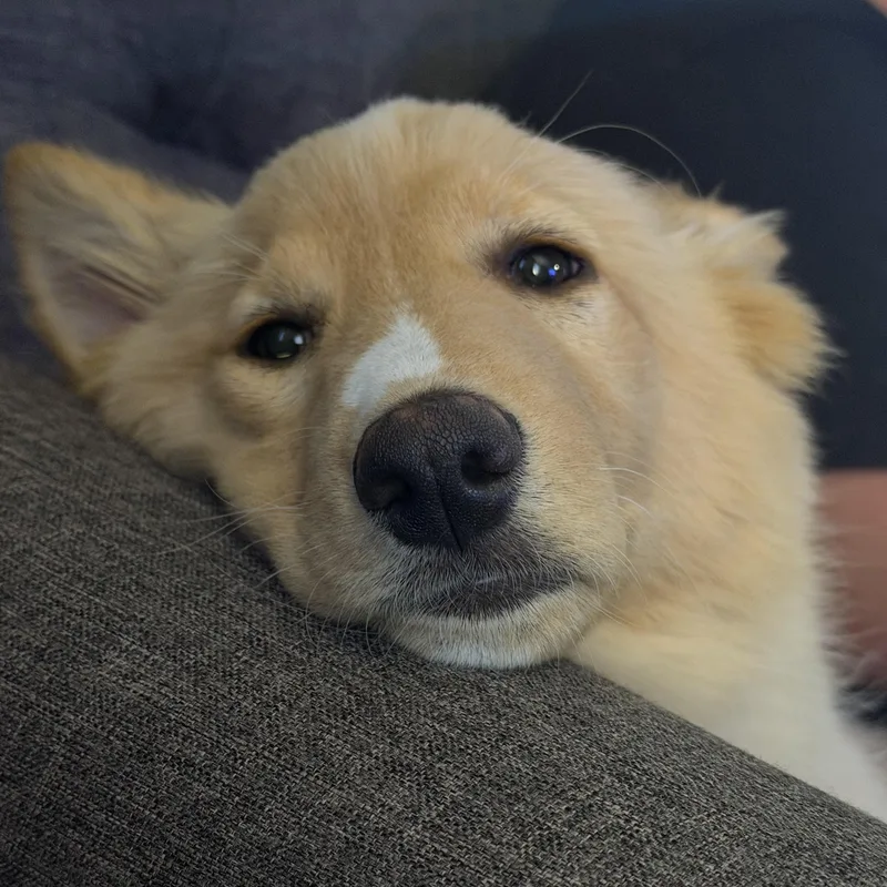 Cinnamon thumbnail 6