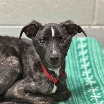 A baby medium-sized male Brindle Pit Bull Terrier dog named Fuji for adoption in Sacramento, CA
