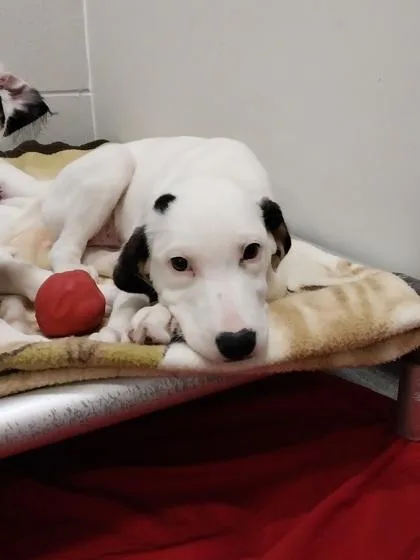 A young large-sized female Cattle Dog dog named Eevee for adoption in Beatrice, NE