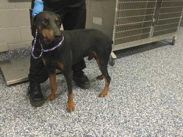 A young large-sized male Doberman Pinscher dog named Midnight for adoption in Thousand Palms, CA