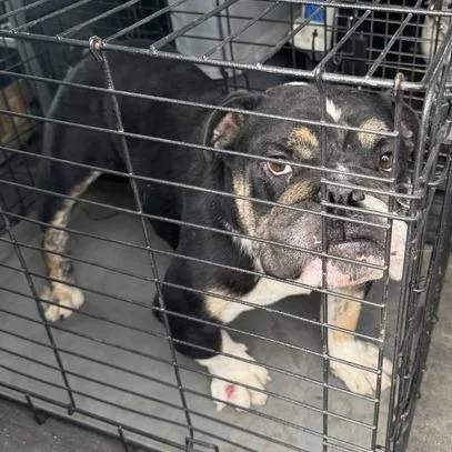 An adult medium-sized male Black English Bulldog dog named Vinny for adoption in Turlock, CA
