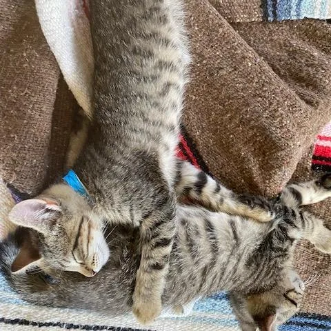 A baby small-sized male Brown / Chocolate Domestic Short Hair cat named Neil C for adoption in Minnetonka, MN