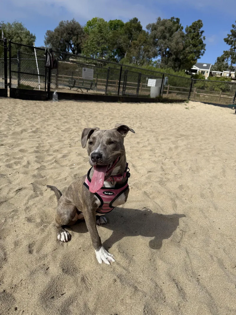 A young medium-sized female American Staffordshire Terrier dog named Mia for adoption in Capistrano Beach, CA