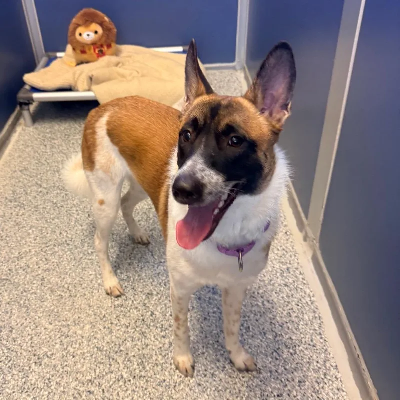 An adult medium-sized female White / Cream Akita dog named Piper for adoption in Great Falls, MT