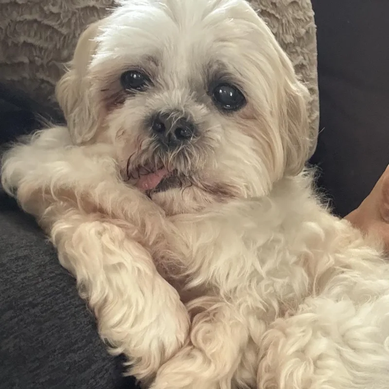 A senior small-sized male Shih Tzu dog named Max the Mush for adoption in Stamford, CT