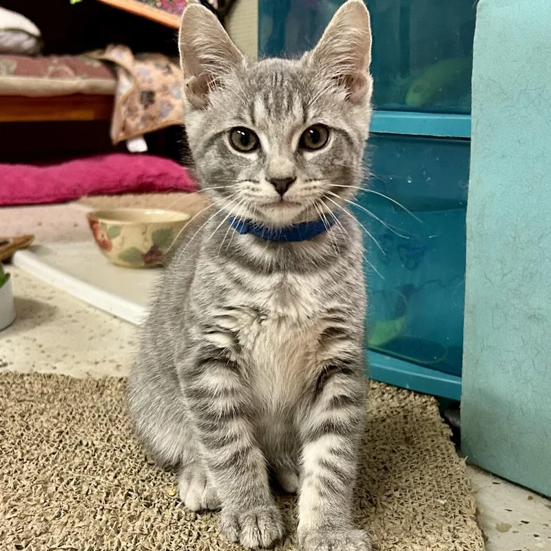 A baby medium-sized male Domestic Short Hair cat named Laptop for adoption in Warwick, RI
