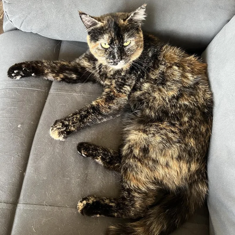 An adult small-sized female Tortoiseshell Domestic Short Hair cat named Lilabet Caywood for adoption in Eagle Mountain, UT