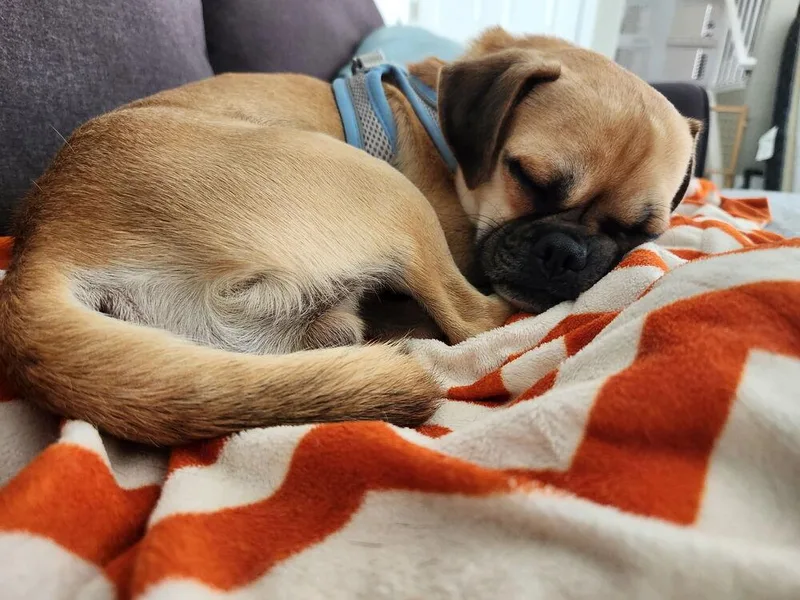 An adult small-sized male Pug dog named Brody for adoption in Littleton, CO