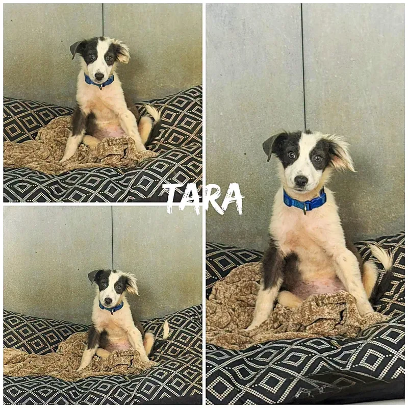 A young medium-sized female Gray / Blue / Silver Australian Shepherd dog named Tara for adoption in Saint James, MO