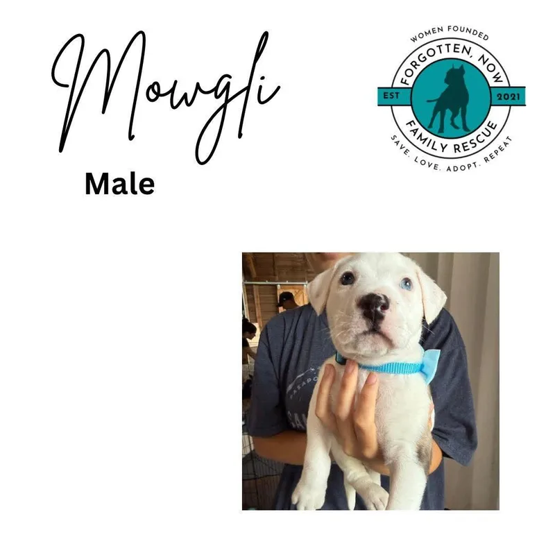 A baby medium-sized male Mixed Breed dog named Mowgli for adoption in Cornelius, NC