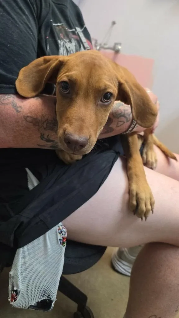 A baby small-sized female American Staffordshire Terrier dog named Sza for adoption in New Braunfels, TX