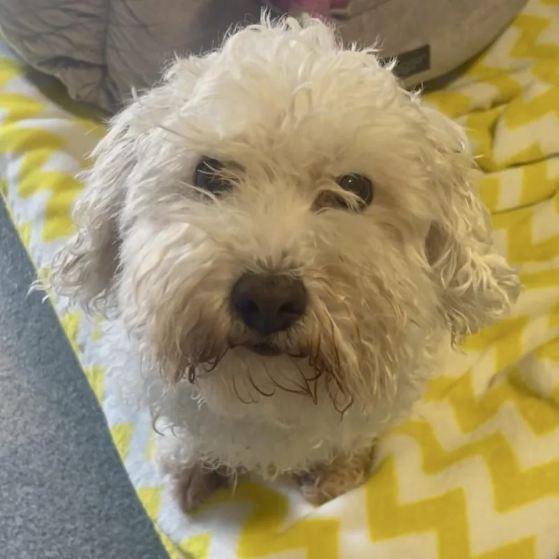 A senior small-sized male White / Cream Bichon Frise dog named Broadway for adoption in New Philadelphia, OH