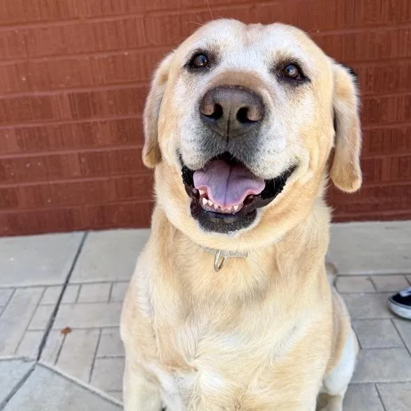 A senior large-sized male Labrador Retriever dog named Wishbone for adoption in Los Angeles, CA