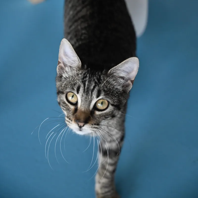 A baby small-sized female Tabby (Brown / Chocolate) Domestic Short Hair cat named Forest for adoption in Liverpool, TX