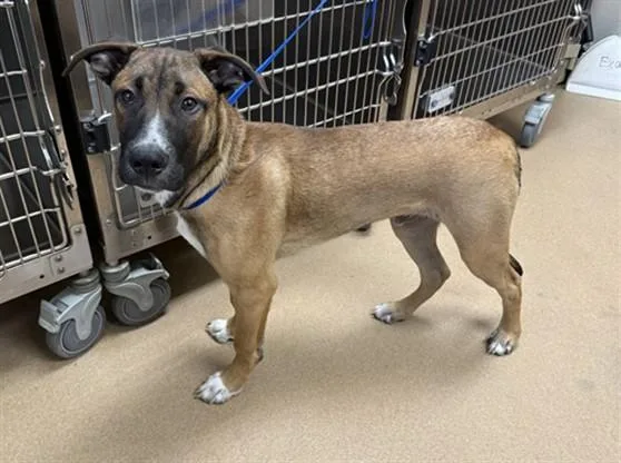 A young medium-sized male German Shepherd Dog dog named Whiskey for adoption in Norco, CA