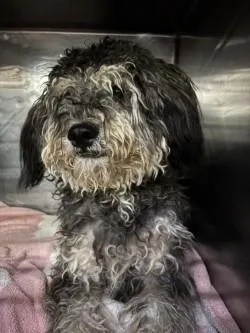 An adult small-sized male Black Poodle dog named 61539076 for adoption in El Paso, TX