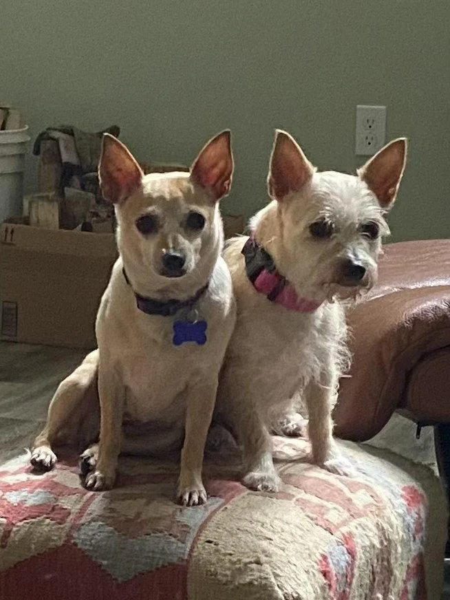 An adult small-sized female Chihuahua dog named Libby for adoption in Cookeville, TN