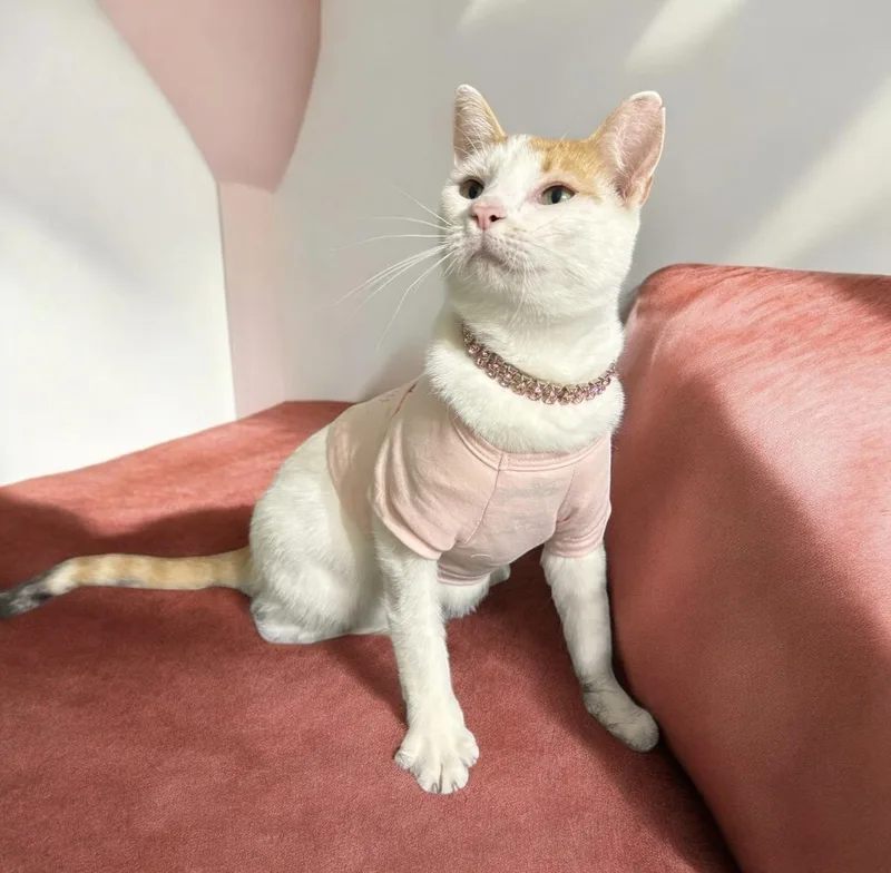 An adult medium-sized female Calico cat named Lola Bean for adoption in Dickinson, TX