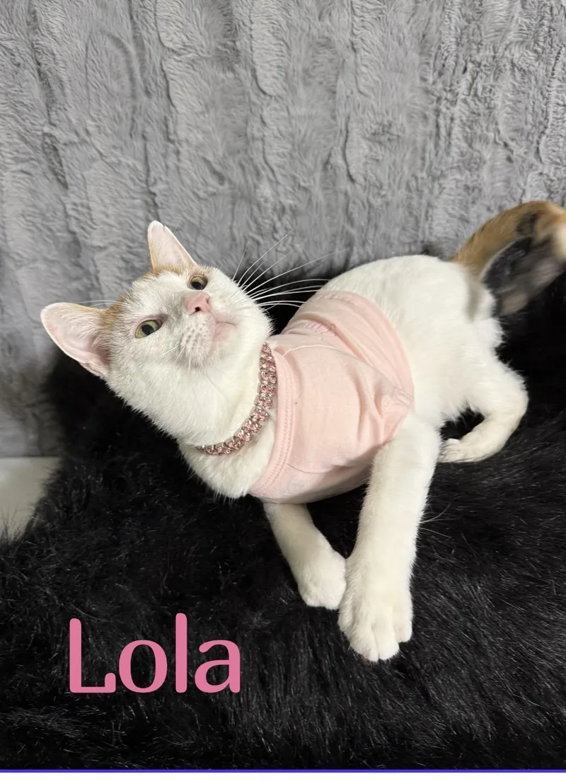 Lola Bean thumbnail 3
