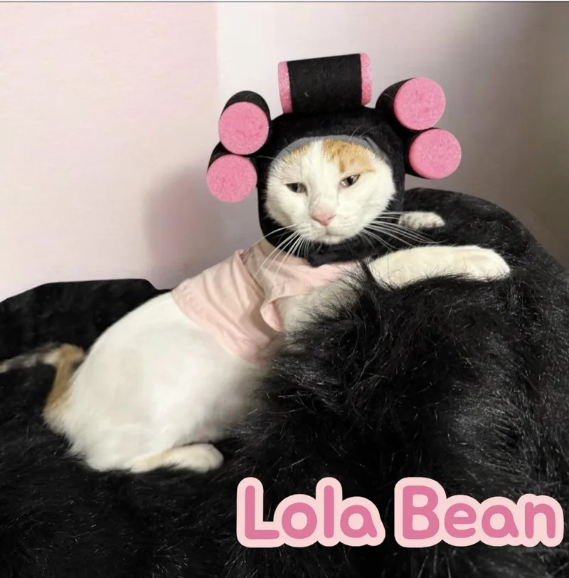 Lola Bean thumbnail 4