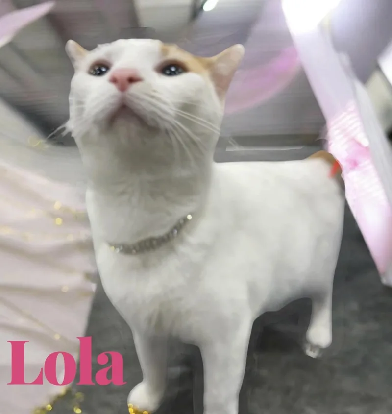 Lola Bean thumbnail 5