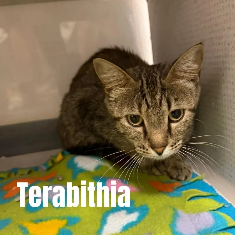 A young medium-sized female Brown / Chocolate Domestic Short Hair cat named Terabithia for adoption in Buffalo, MN