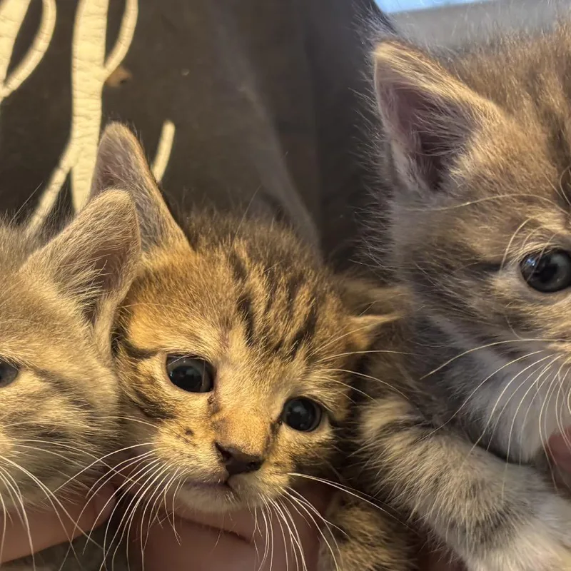 A baby small-sized male Brown / Chocolate Domestic Short Hair cat named Gobi for adoption in Pennsville, NJ