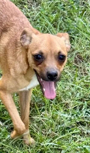 A baby small-sized female Red / Chestnut / Orange Chihuahua dog named Cindy Loo for adoption in Jackson, LA