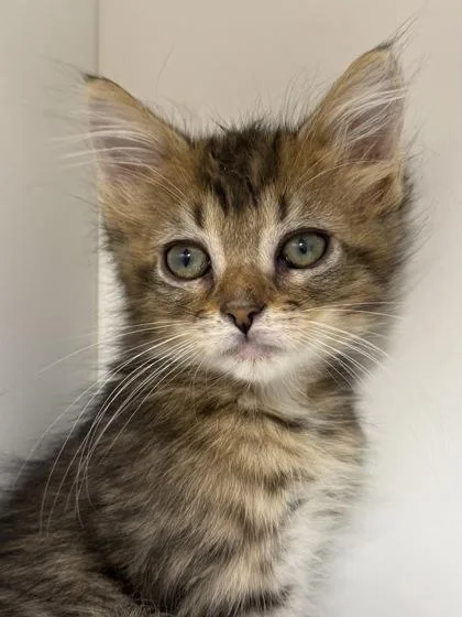 A baby medium-sized female Domestic Short Hair cat named Dill Pickle for adoption in West Chester, PA
