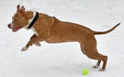 Hennessey thumbnail 2