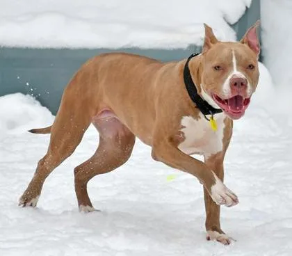 Hennessey thumbnail 3