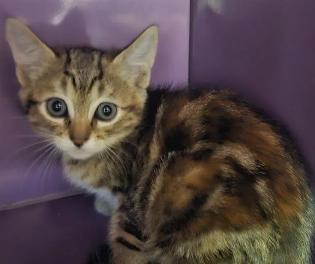 A baby small-sized female Domestic Short Hair cat named Heath Bar Crunch for adoption in Santa Cruz, CA
