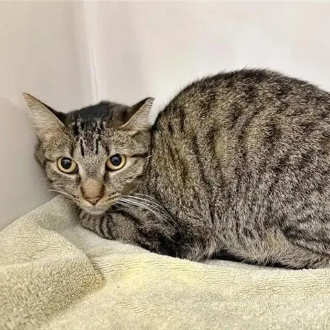 A young medium-sized female Gray / Blue / Silver Domestic Short Hair cat named Baby Cat for adoption in Saint Louis, MO