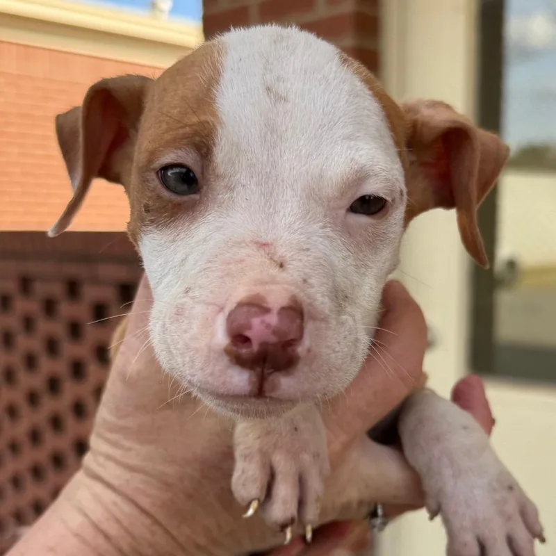 A baby medium-sized male Red / Chestnut / Orange Pit Bull Terrier dog named Peanut for adoption in mount vernon, AR