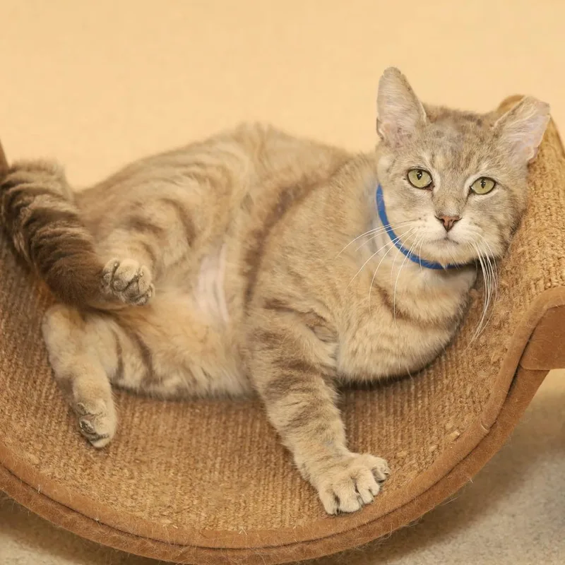 An adult medium-sized male Gray / Blue / Silver Domestic Short Hair cat named Beach Ball for adoption in Evansville, IN
