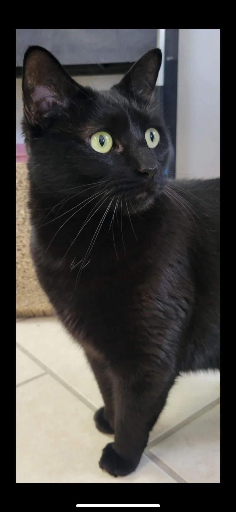 Sharptooth